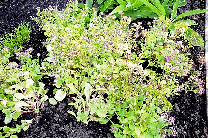 2016-7-25canadaherb 3457_01.JPG