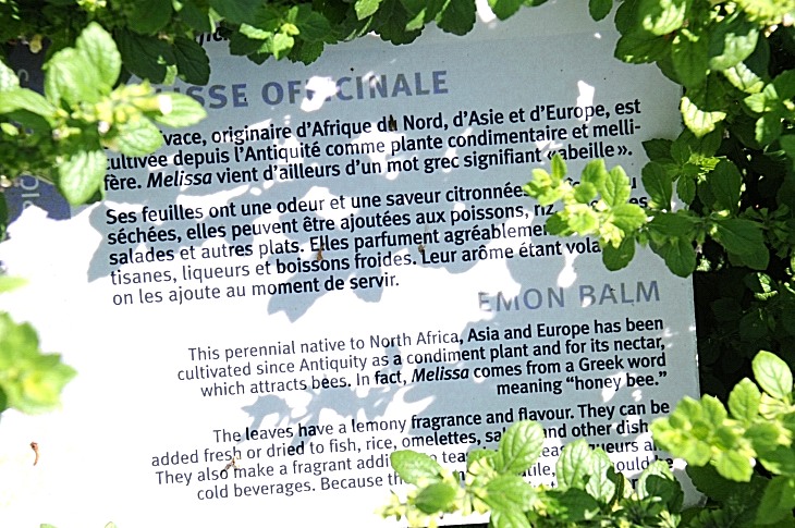 2016-7-25canadaherb 3652_01.JPG