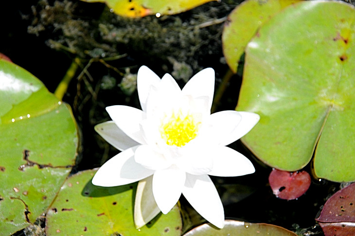 2016-7-25canadaherb 4217_01.JPG