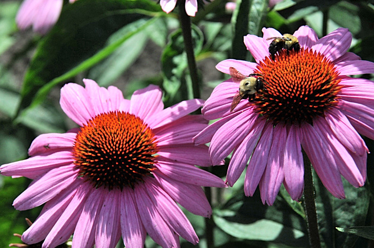 2016-7-25canadaherb 2914_01.JPG