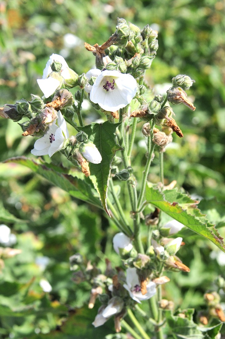 2016-7-25canadaherb 2958_01.JPG