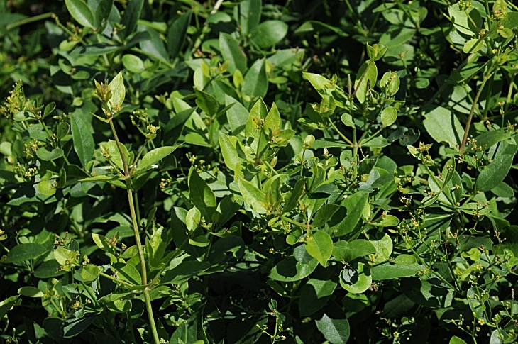 2016-7-25canadaherb 3524_01.JPG