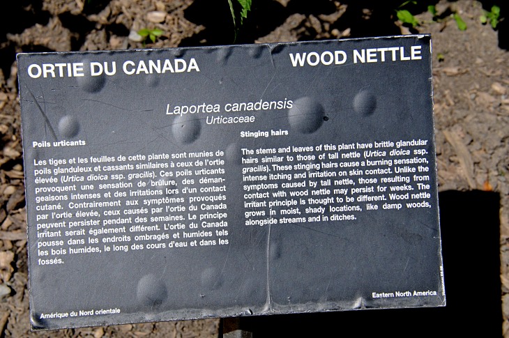 2016-7-25canadaherb 4108_01.JPG