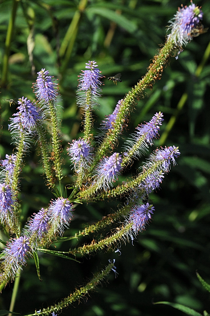 2016-7-25canadaherb 2894_01.JPG