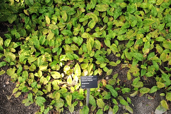 2016-7-25canadaherb 3893_01.JPG