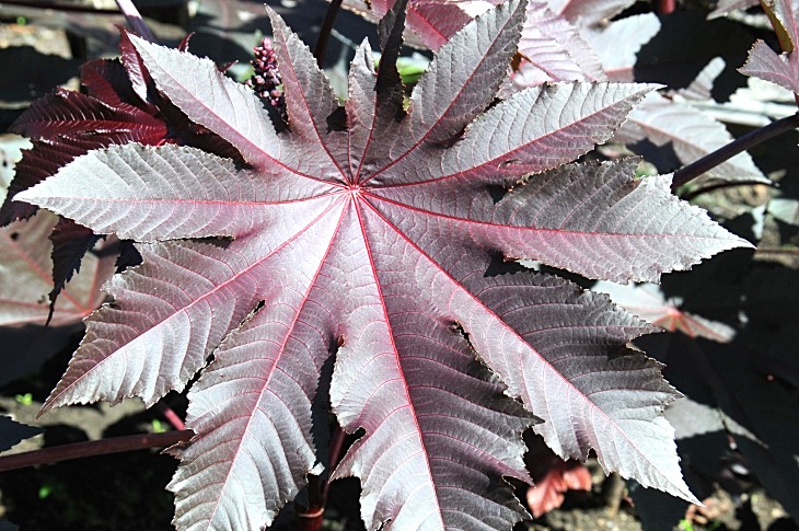 2016-7-25canadaherb 3270_01.JPG