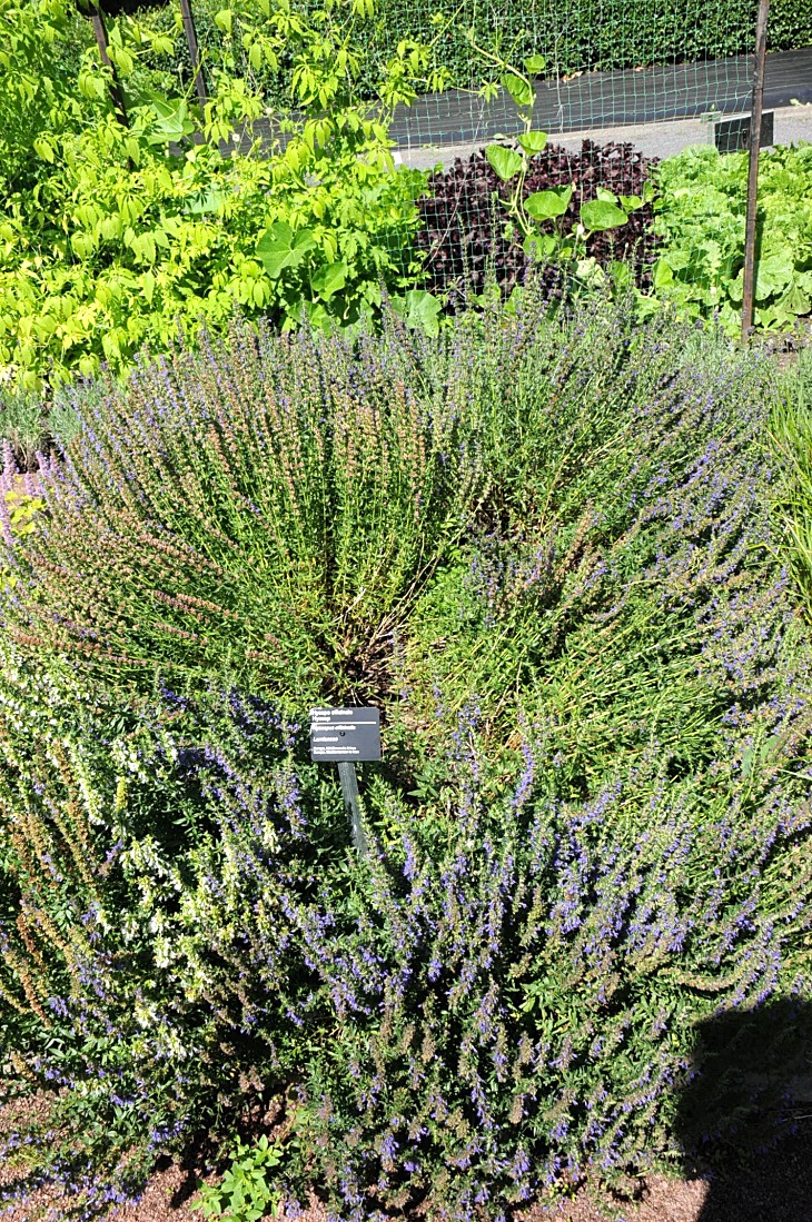 2016-7-25canadaherb 3350_01.JPG