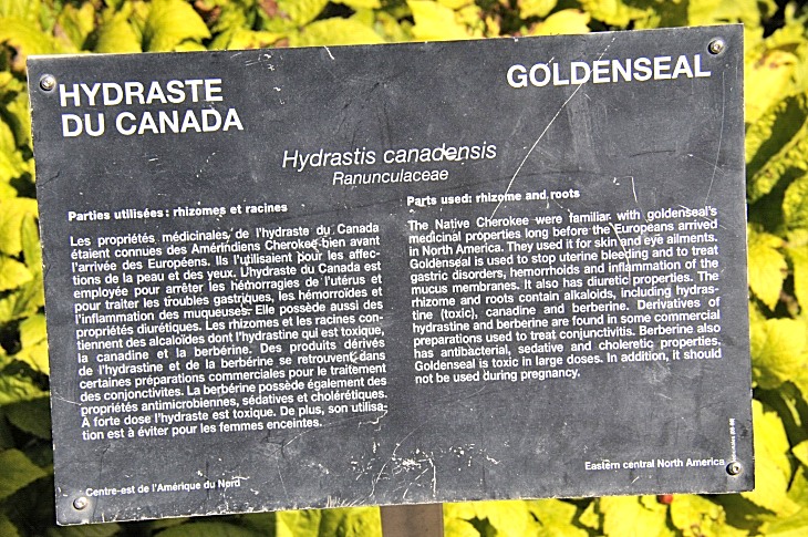 2016-7-25canadaherb 3830_01.JPG