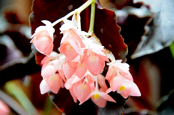 2016-7-25canadaherb 4292_01.JPG