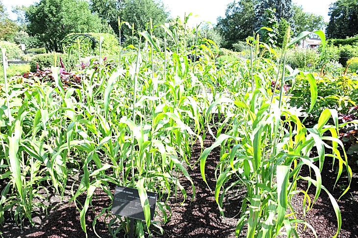 2016-7-25canadaherb 2997_01.JPG