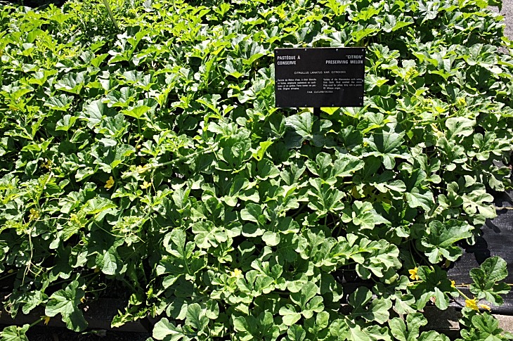 2016-7-25canadaherb 3263_01.JPG