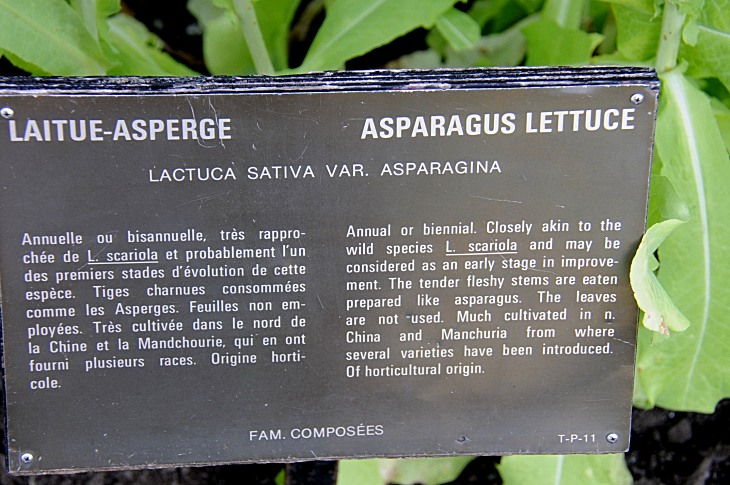 2016-7-25canadaherb 3423_01.JPG