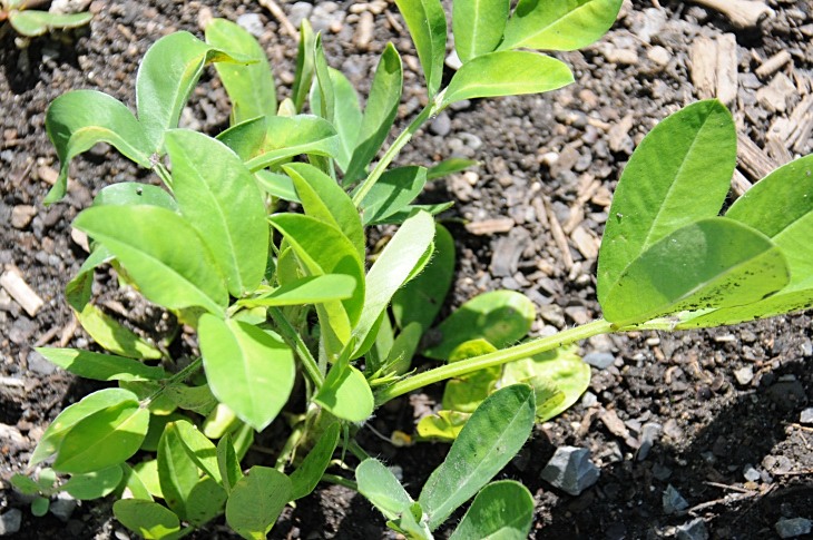 2016-7-25canadaherb 3481_01.JPG