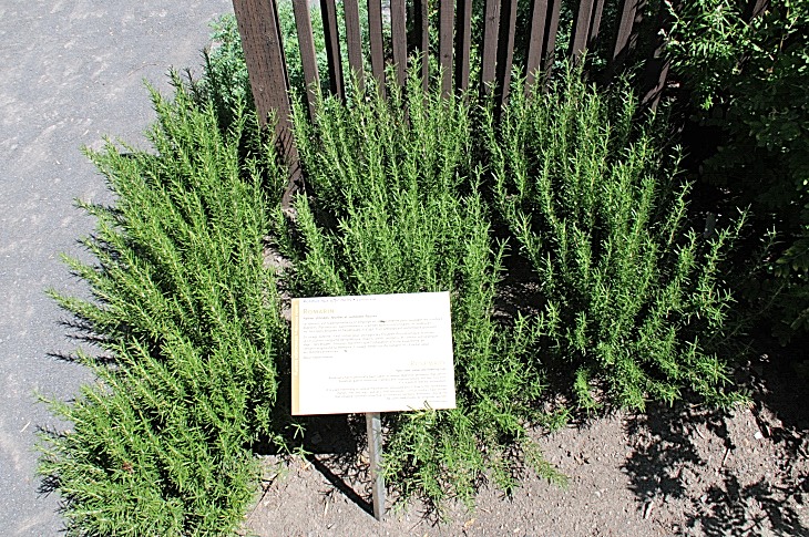 2016-7-25canadaherb 3851_01.JPG