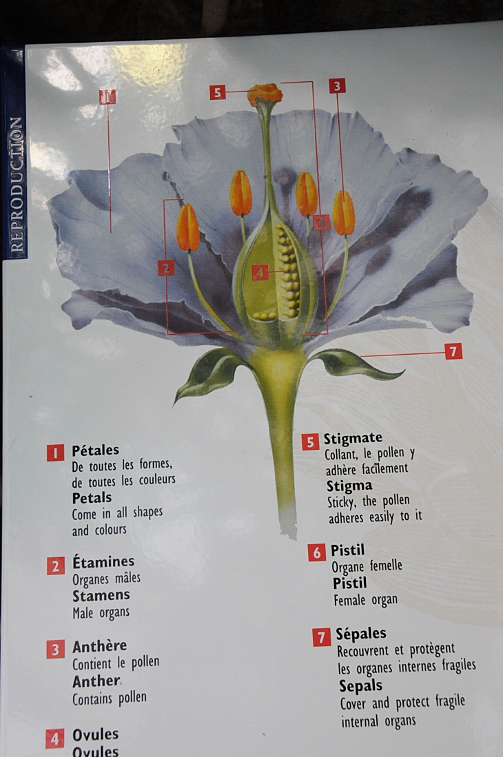 2016-7-25canadaherb 4268_01.JPG