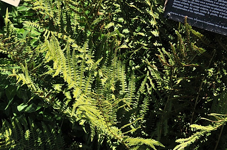 2016-7-25canadaherb 3819_01.JPG