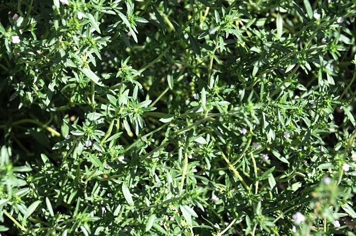 2016-7-25canadaherb 3179_01.JPG