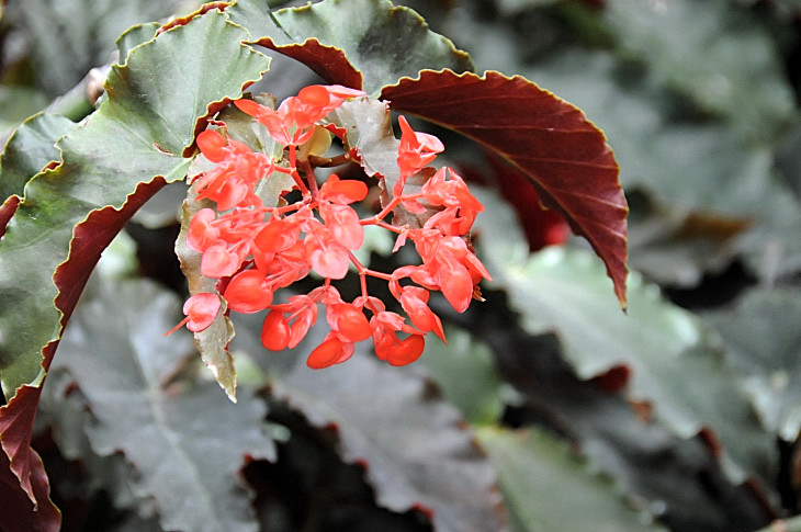 2016-7-25canadaherb 4298_01.JPG