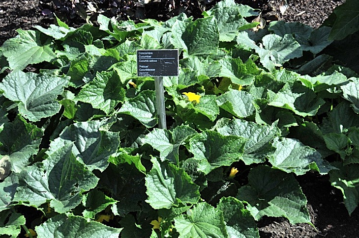 2016-7-25canadaherb 2979_01.JPG