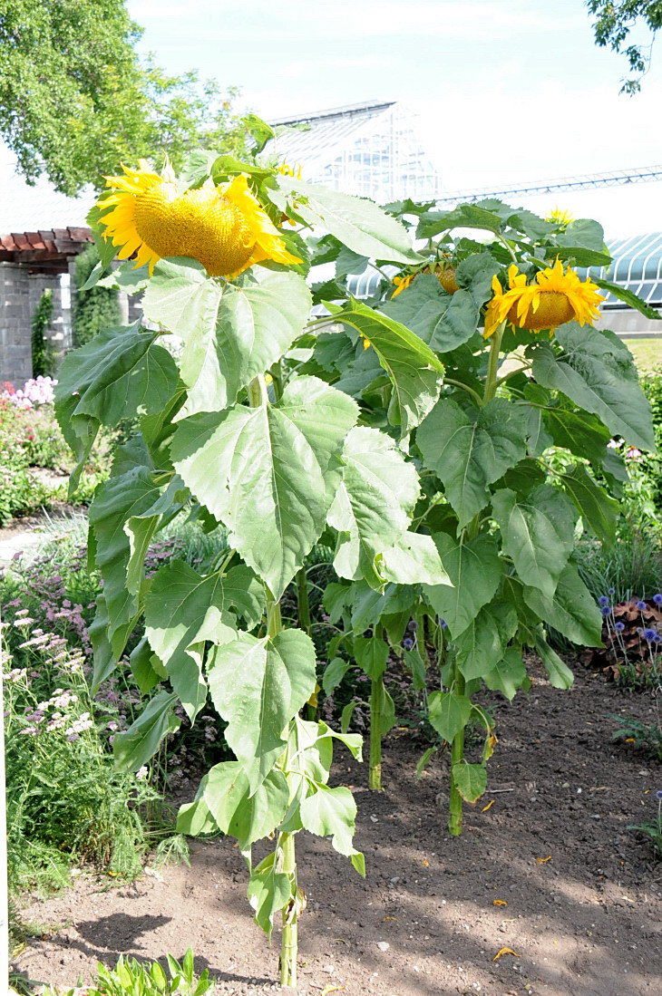 2016-7-25canadaherb 2882_01.JPG