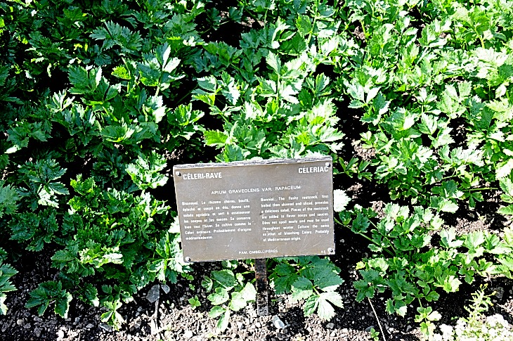 2016-7-25canadaherb 2932_01.JPG