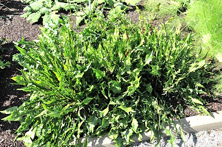 2016-7-25canadaherb 2948_01.JPG