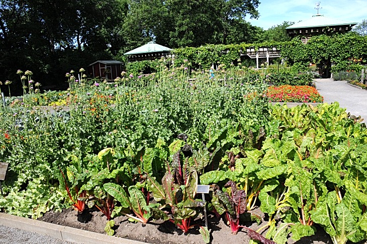 2016-7-25canadaherb 3253_01.JPG