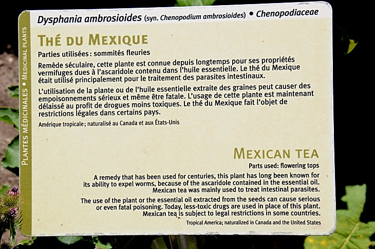2016-7-25canadaherb 3806_01.JPG