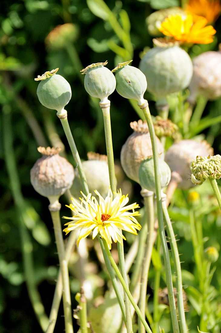 2016-7-25canadaherb 3042_01.JPG
