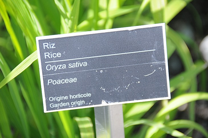 2016-7-25canadaherb 2992_01.JPG