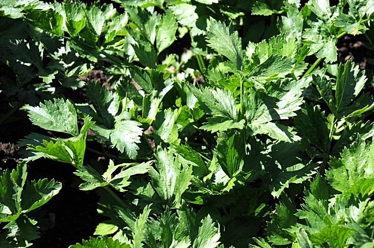 2016-7-25canadaherb 3670_01.JPG