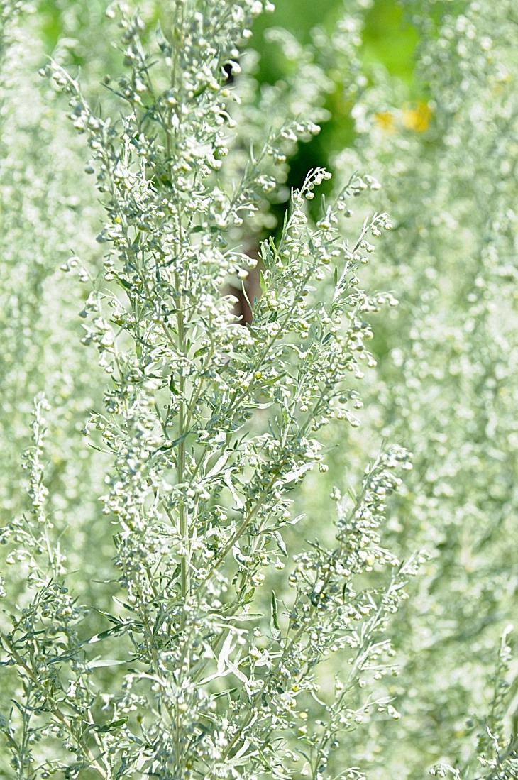 2016-7-25canadaherb 3362_01.JPG