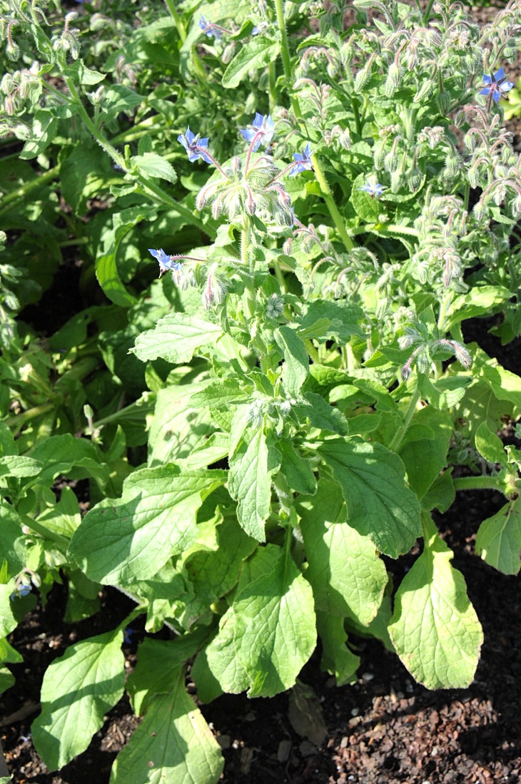 2016-7-25canadaherb 2946_01.JPG