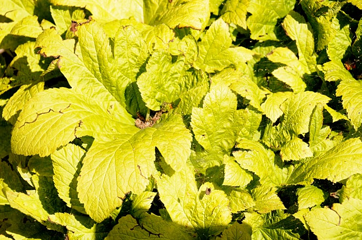 2016-7-25canadaherb 3832_01.JPG