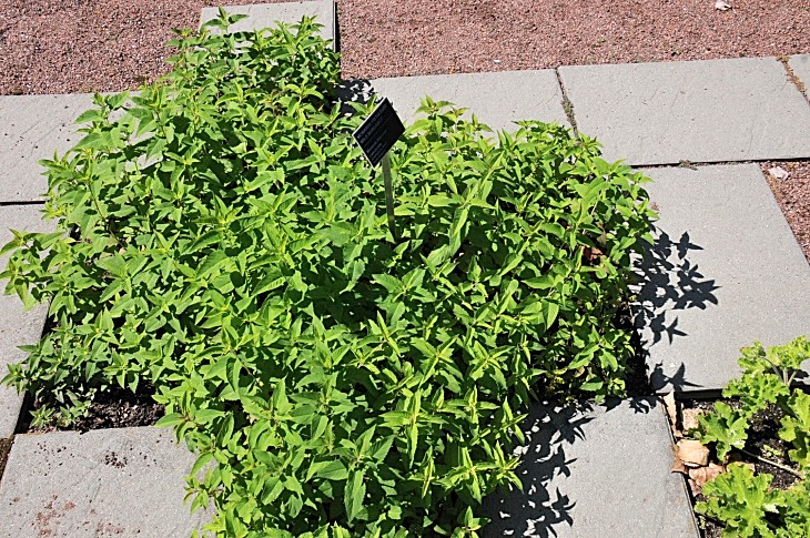 2016-7-25canadaherb 3380_01.JPG