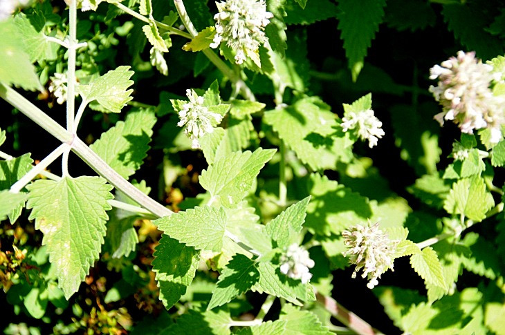 2016-7-25canadaherb 3787_01.JPG