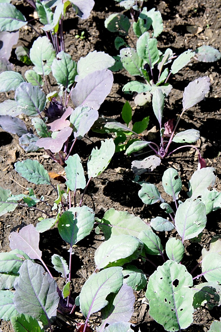 2016-7-25canadaherb 3232_01.JPG