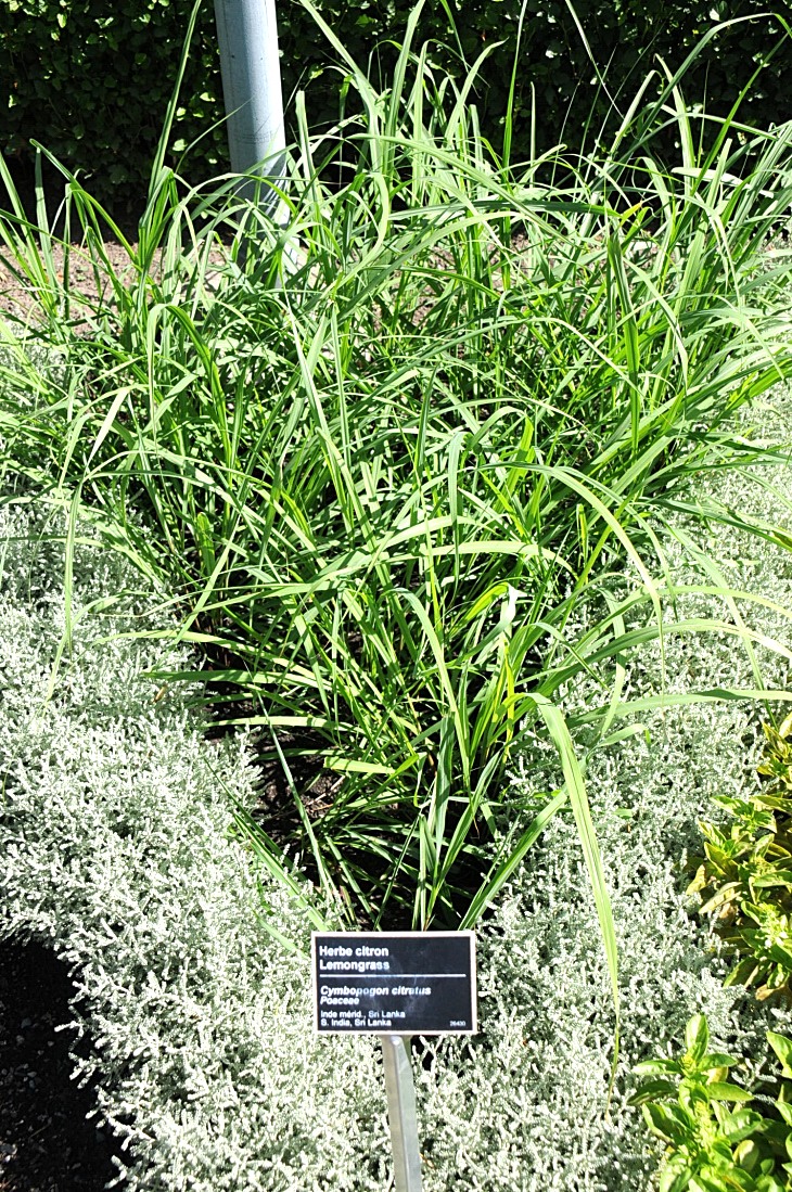 2016-7-25canadaherb 3113_01.JPG