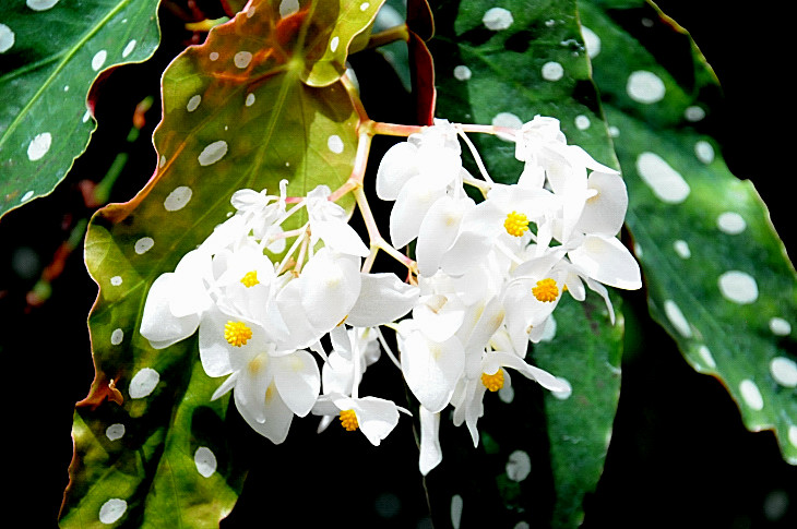 2016-7-25canadaherb 4307_01.JPG