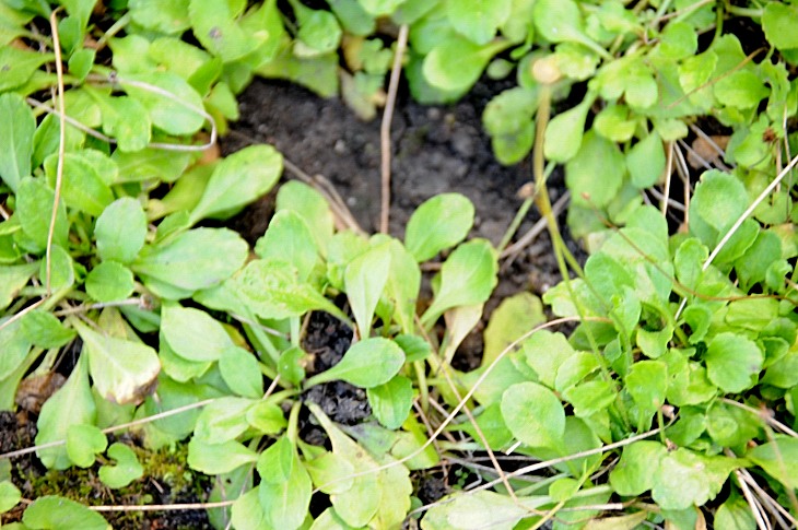 2016-7-25canadaherb 3942_01.JPG