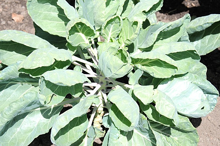2016-7-25canadaherb 3261_01.JPG