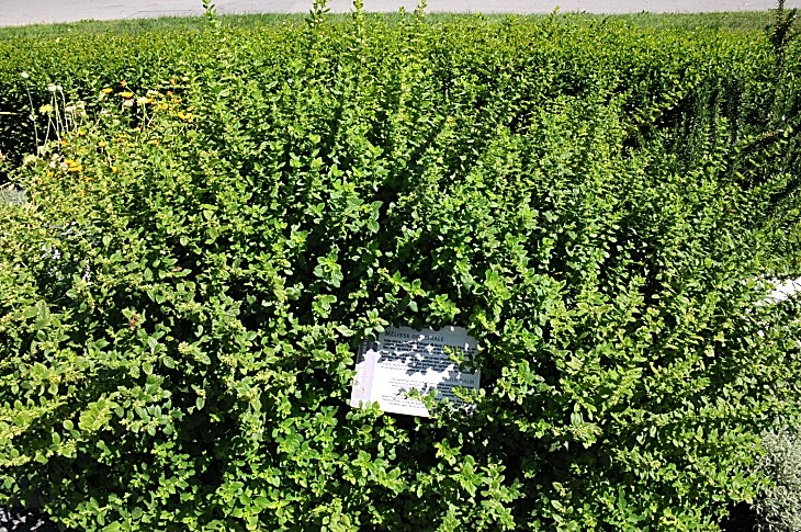 2016-7-25canadaherb 3653_01.JPG