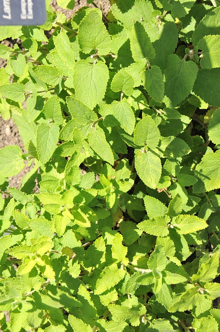 2016-7-25canadaherb 4036_01.JPG