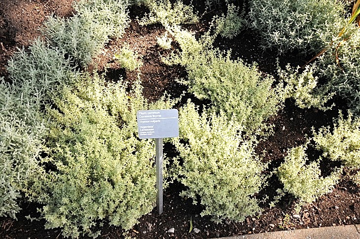 2016-7-25canadaherb 3160_01.JPG