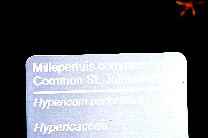 2016-7-25canadaherb 3952_01.JPG