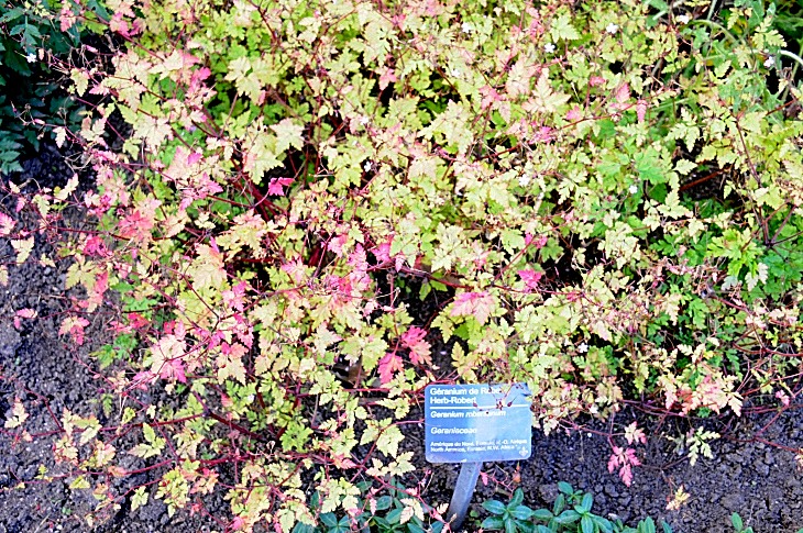 2016-7-25canadaherb 3932_01.JPG