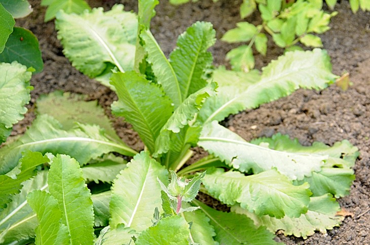 2016-7-25canadaherb 3927_01.JPG