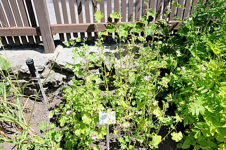 2016-7-25canadaherb 3972_01.JPG