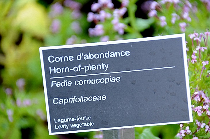 2016-7-25canadaherb 3401_01.JPG