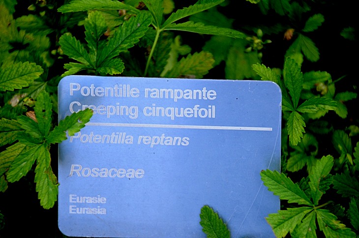 2016-7-25canadaherb 3943_01.JPG